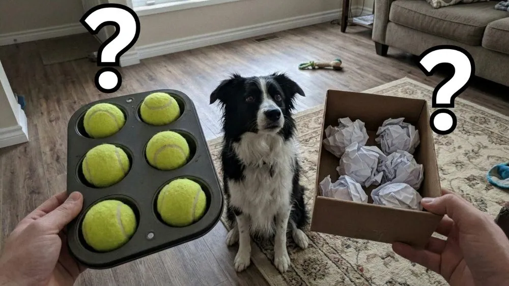 Border kólia si vyberá medzi muffinovou formou s loptičkami a krabicou s papierom.