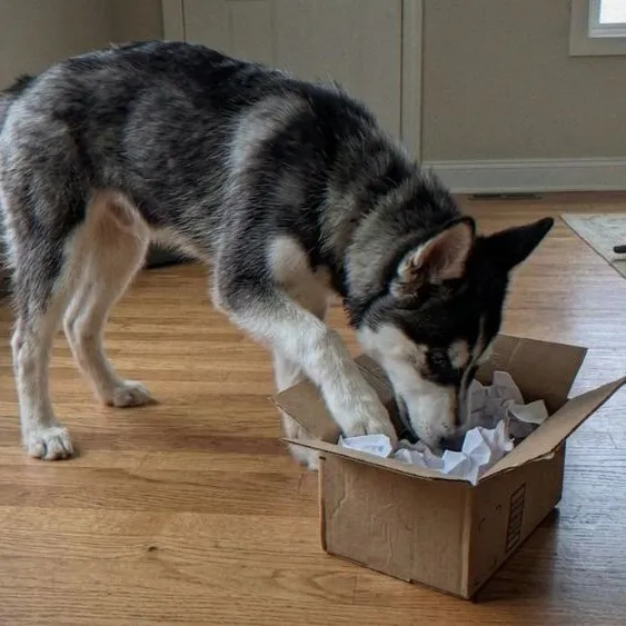 Sibírsky husky s DYI hrou - krabica s pokrčeným papierom