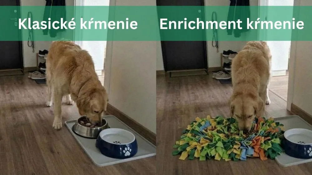 Zlatý retriever - kŕmenie z misky vs kŕmenie z čuchacieho koberčeka