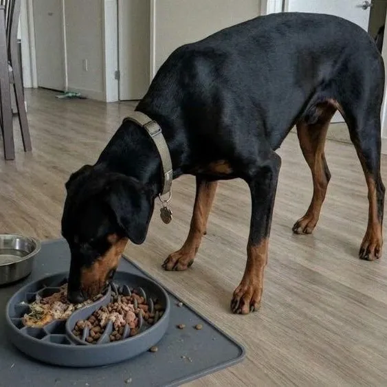 Doberman so spomalovacou miskou